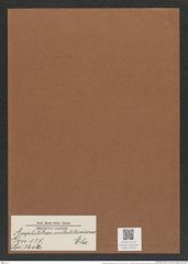 Amphitetras antediluviana Ehr. (de-Toni-Nr.: Genus 137, Species 3602) Zeichnungen Sammlung Grunow Mappe 03756 (Herbarium_W_Grunow_drawings_Folder_03756)